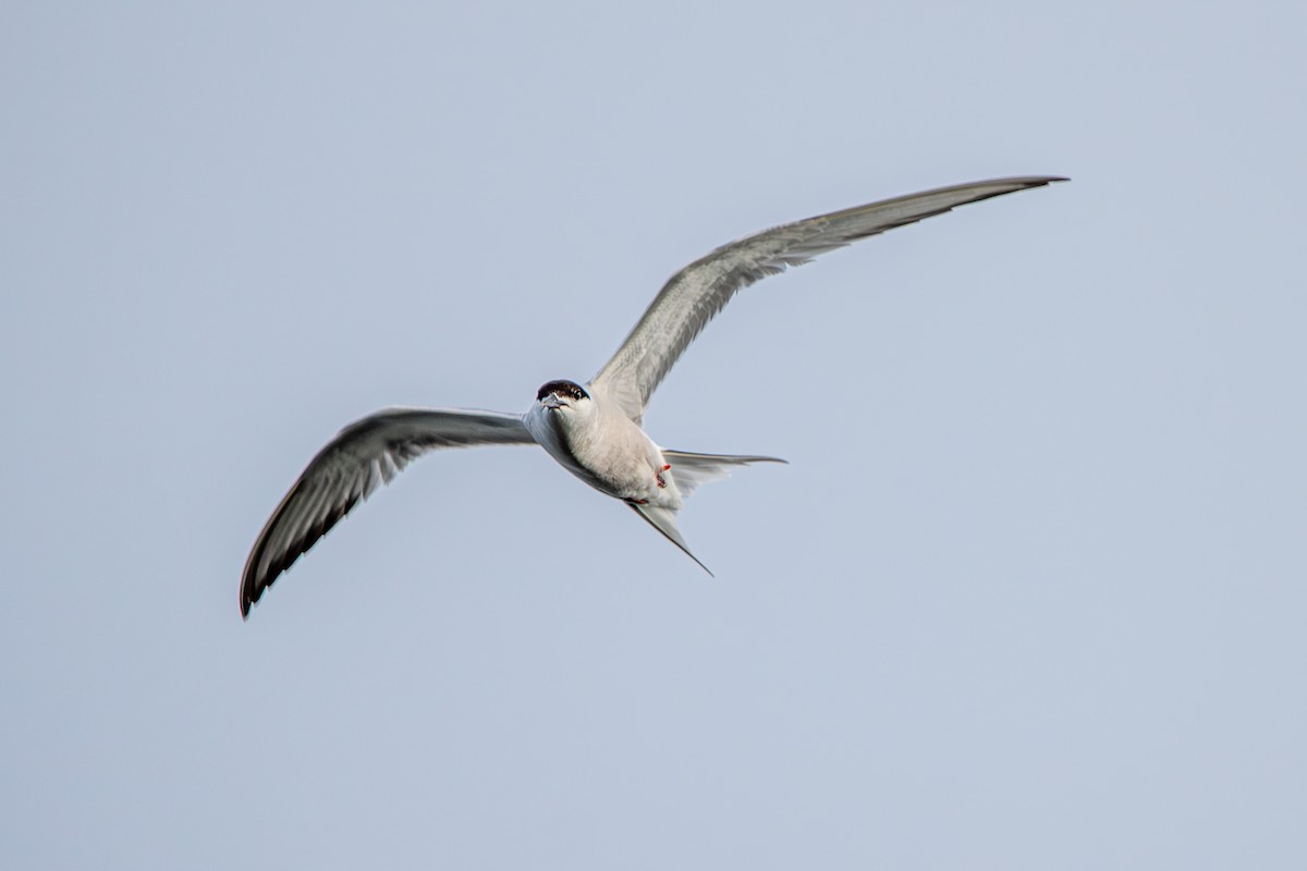 Common Tern - Marney Queiroz