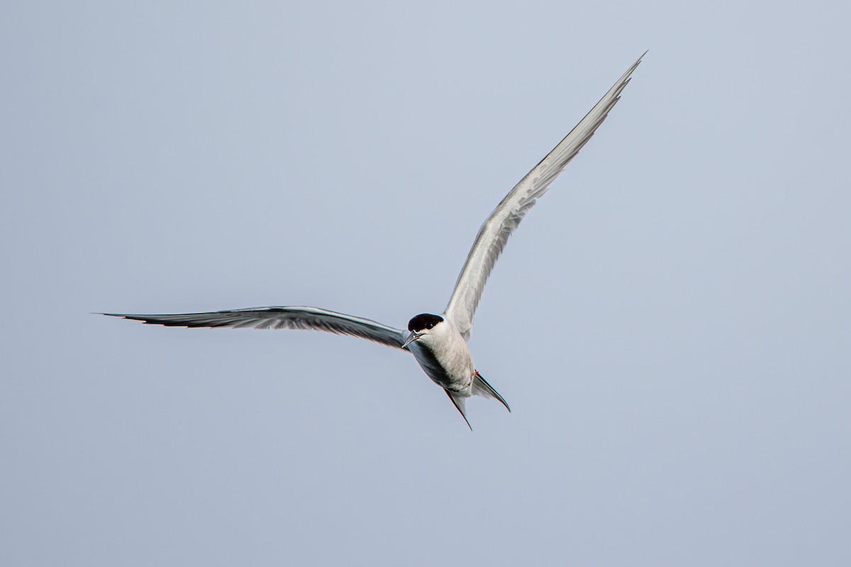 Common Tern - ML609201512