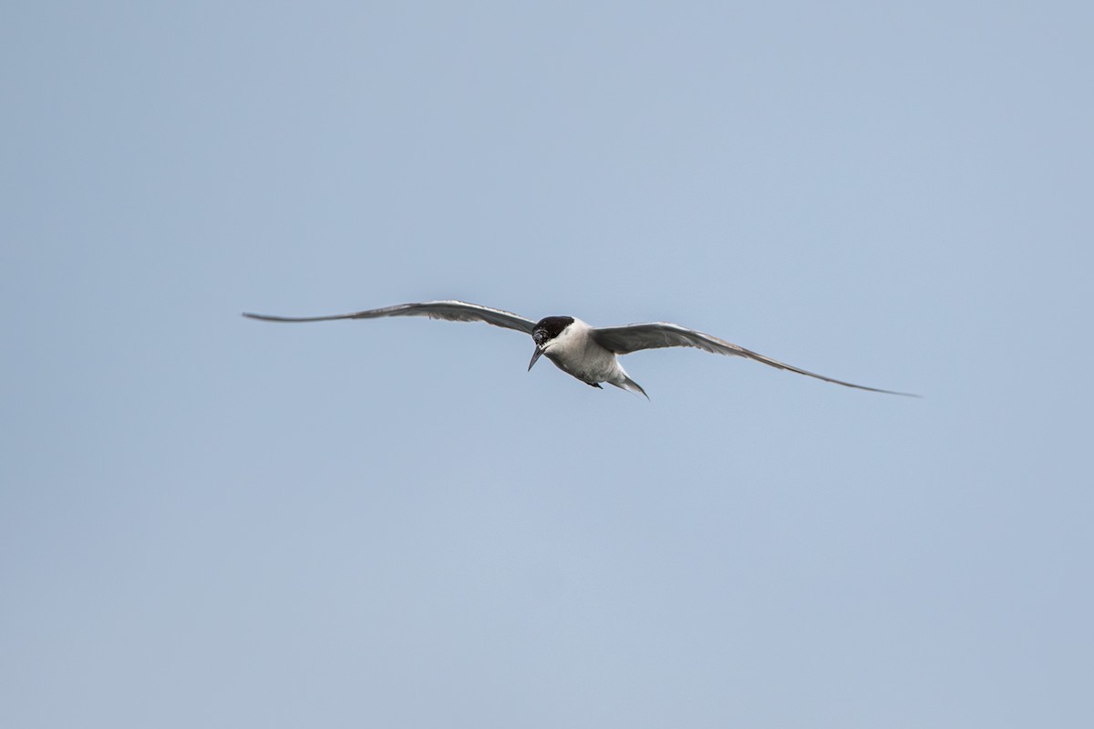 Common Tern - Marney Queiroz