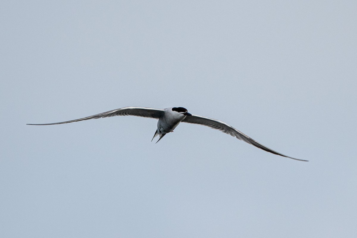 Common Tern - ML609201514