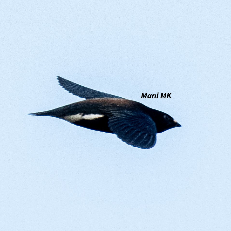 Brown-backed Needletail - ML609202138