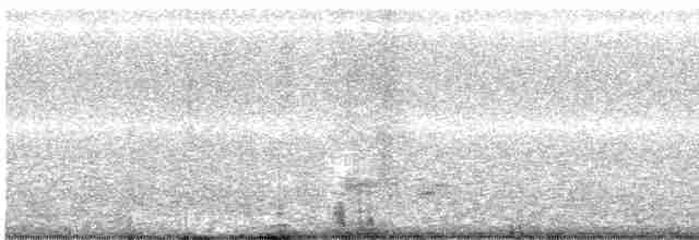 Western Grebe - ML609202873