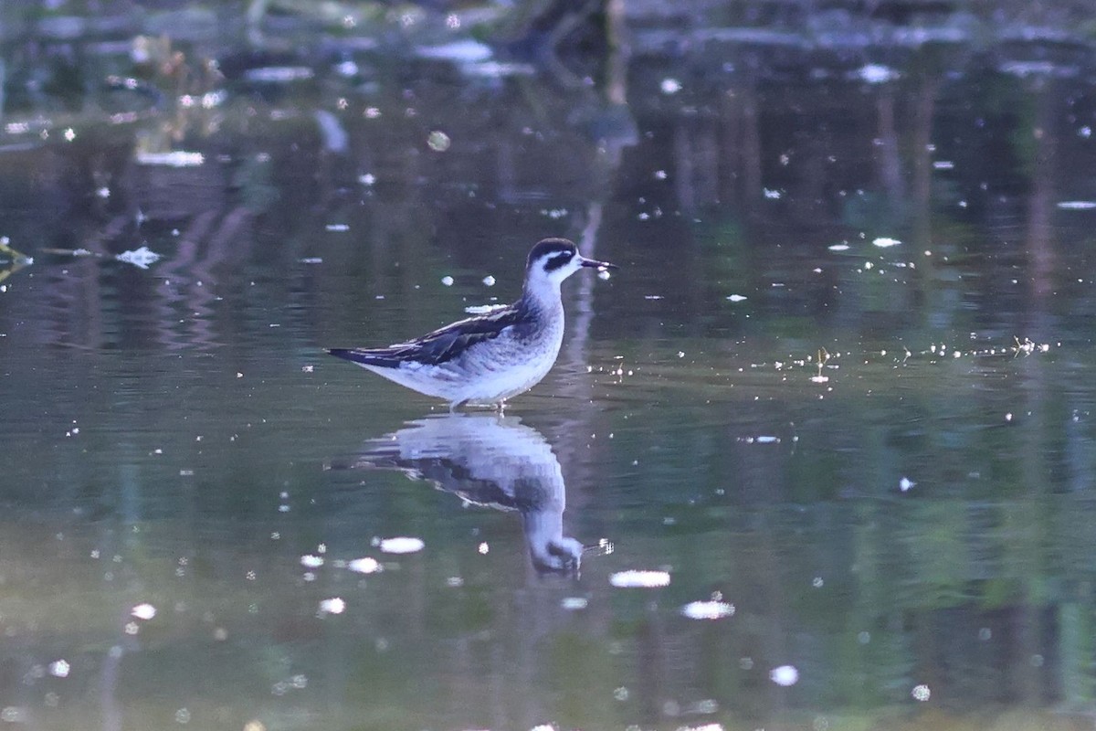 Red-necked Phalarope - ML609203333