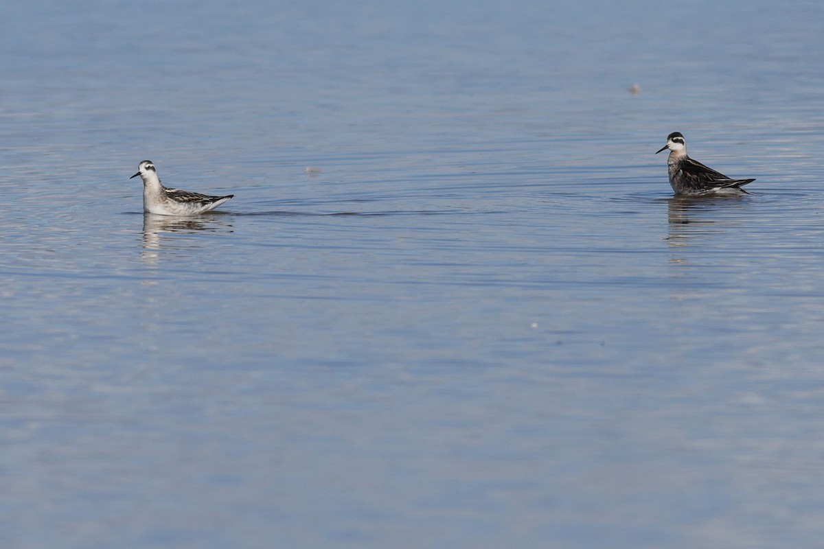 Red-necked Phalarope - ML609203335