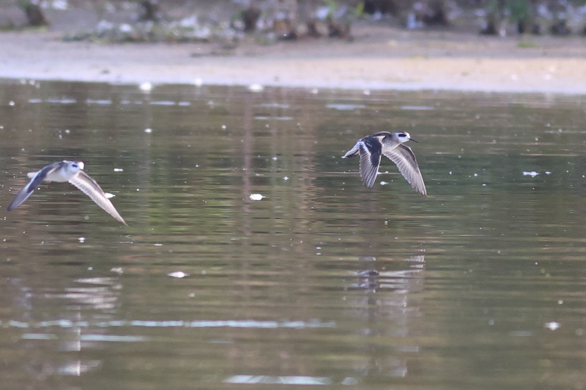 Red-necked Phalarope - ML609203379