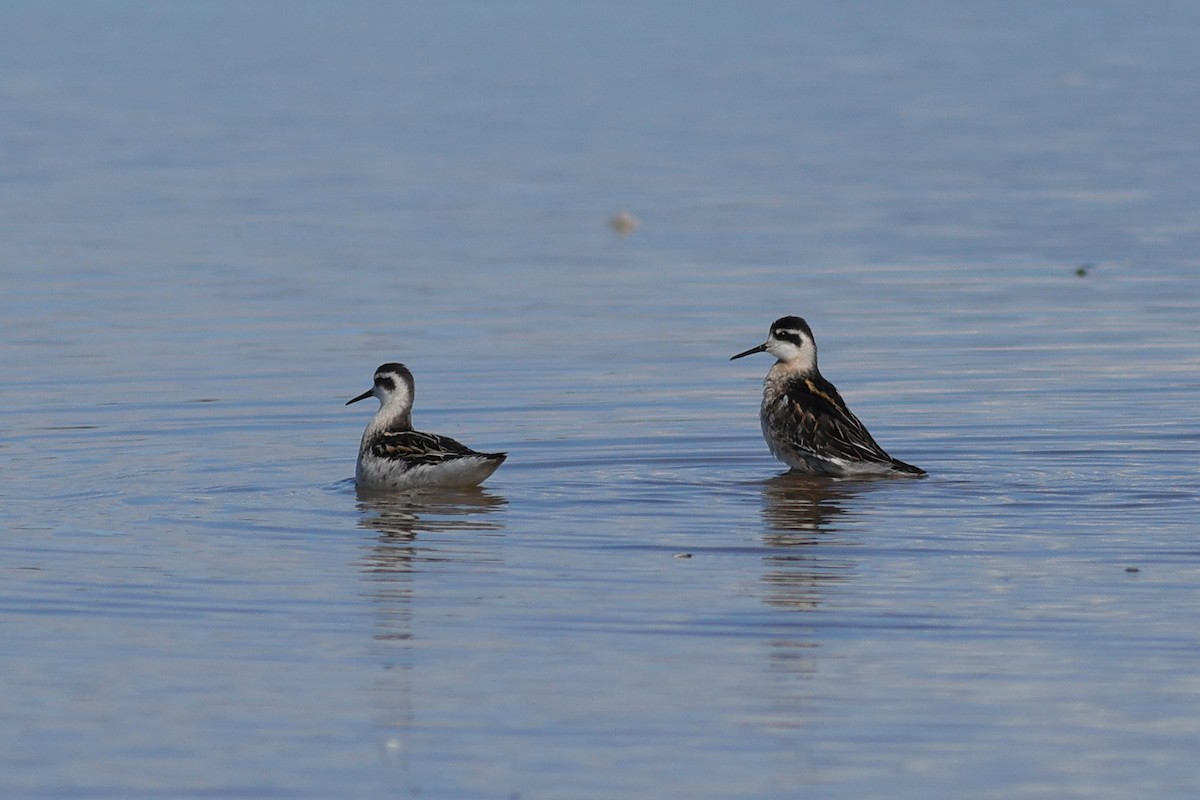 Red-necked Phalarope - ML609203405