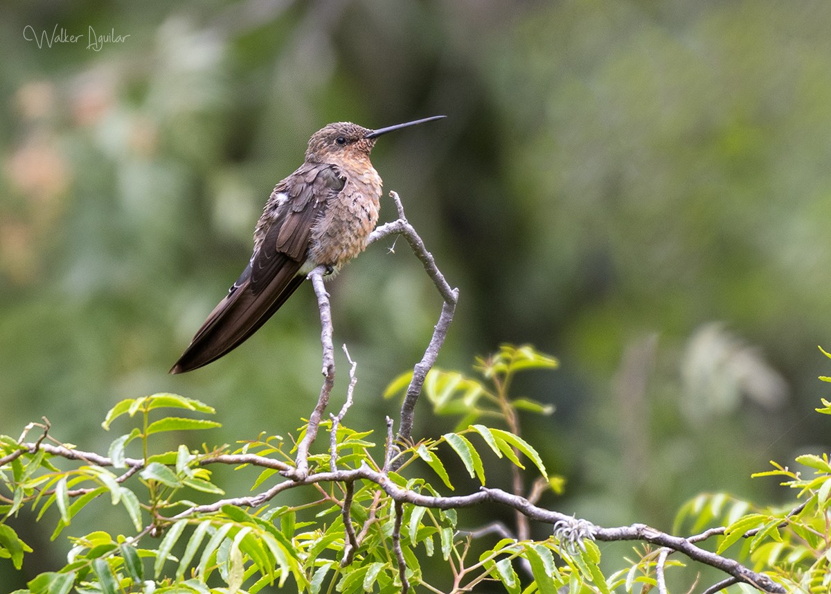 Giant Hummingbird - ML609203605