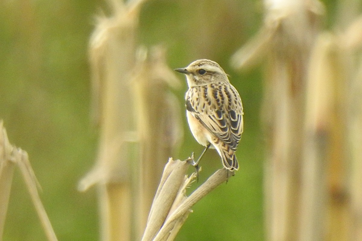 Whinchat - ML609203858