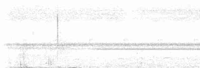 Lyre-tailed Nightjar - ML609204121