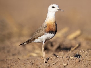 オオチドリ - eBird