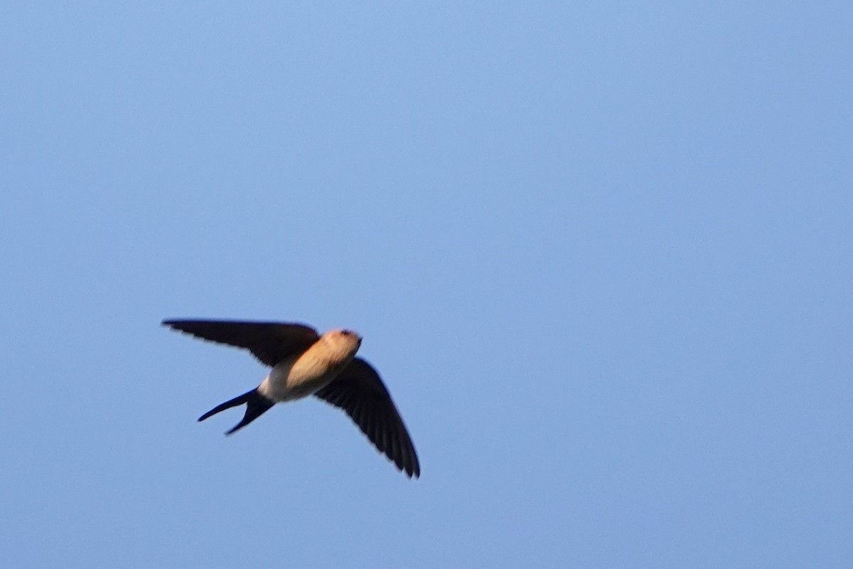 Red-rumped Swallow - David Oulsnam
