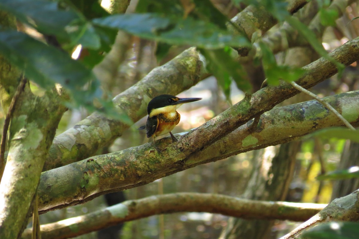 American Pygmy Kingfisher - ML609204263