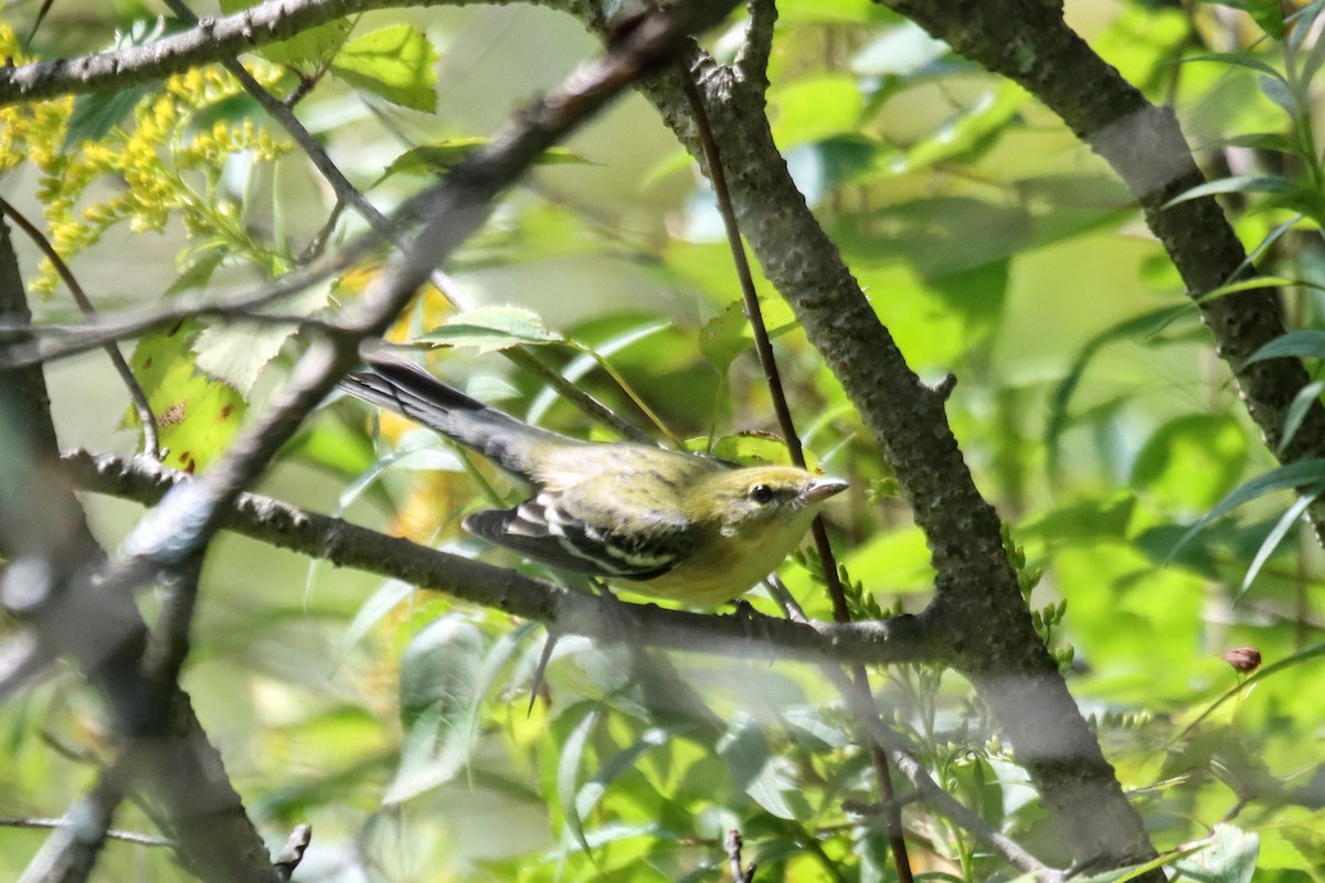 Bay-breasted Warbler - Travis Suckow
