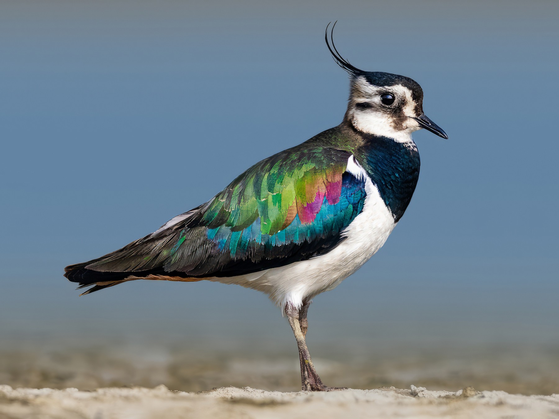 The Grace and Resilience of Lapwings: Striking Shorebirds of Open ...