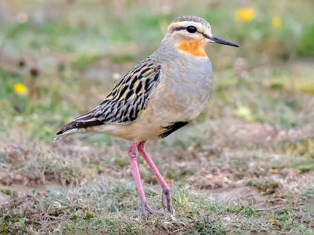  - Tawny-throated Dotterel - 