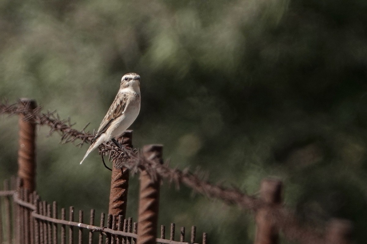 Whinchat - ML609204535