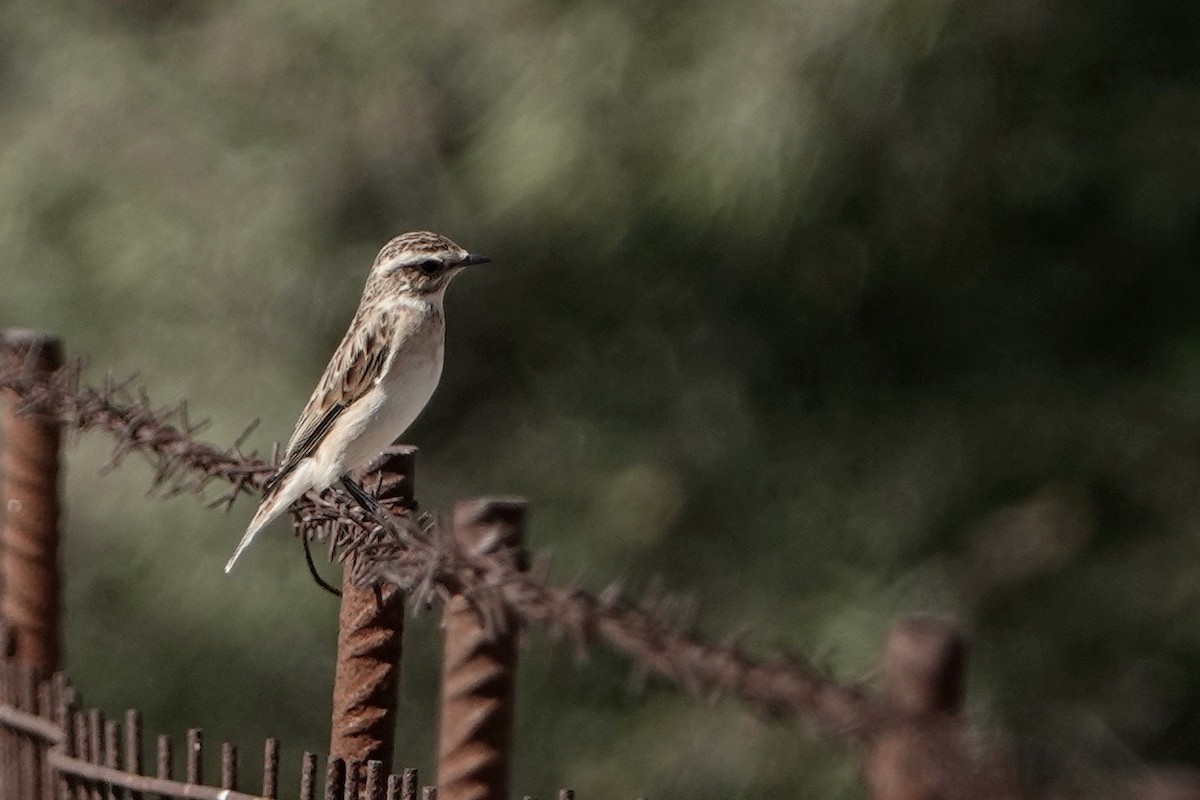 Whinchat - ML609204537