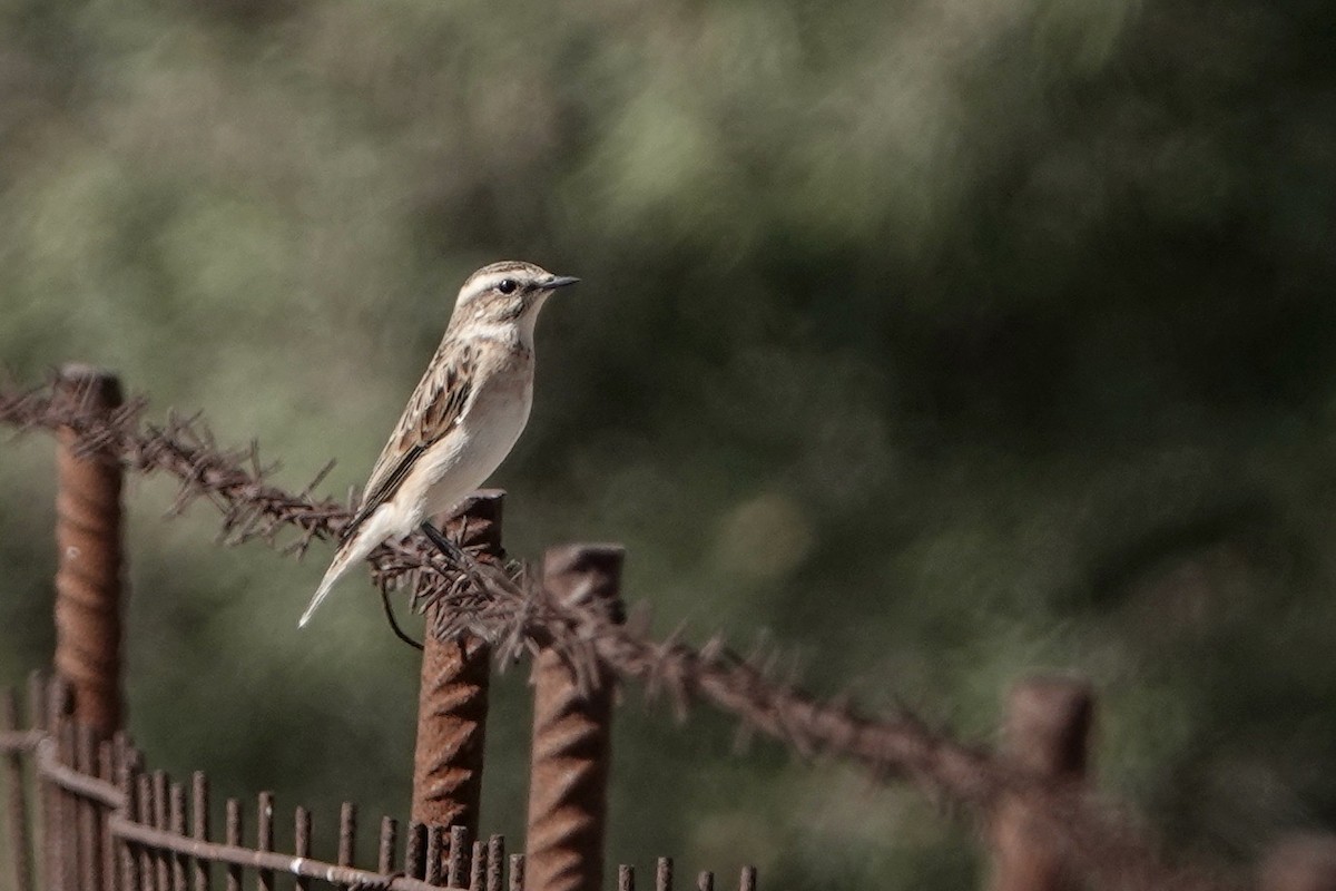 Whinchat - ML609204538
