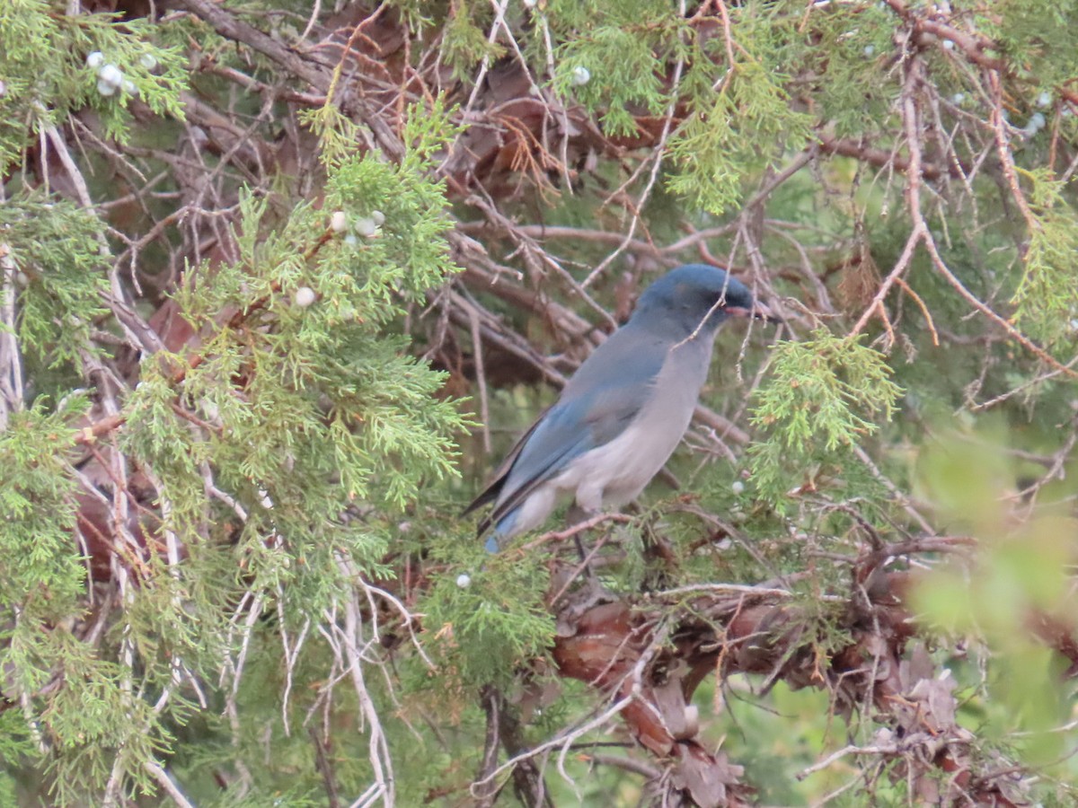 Mexican Jay - ML609204982