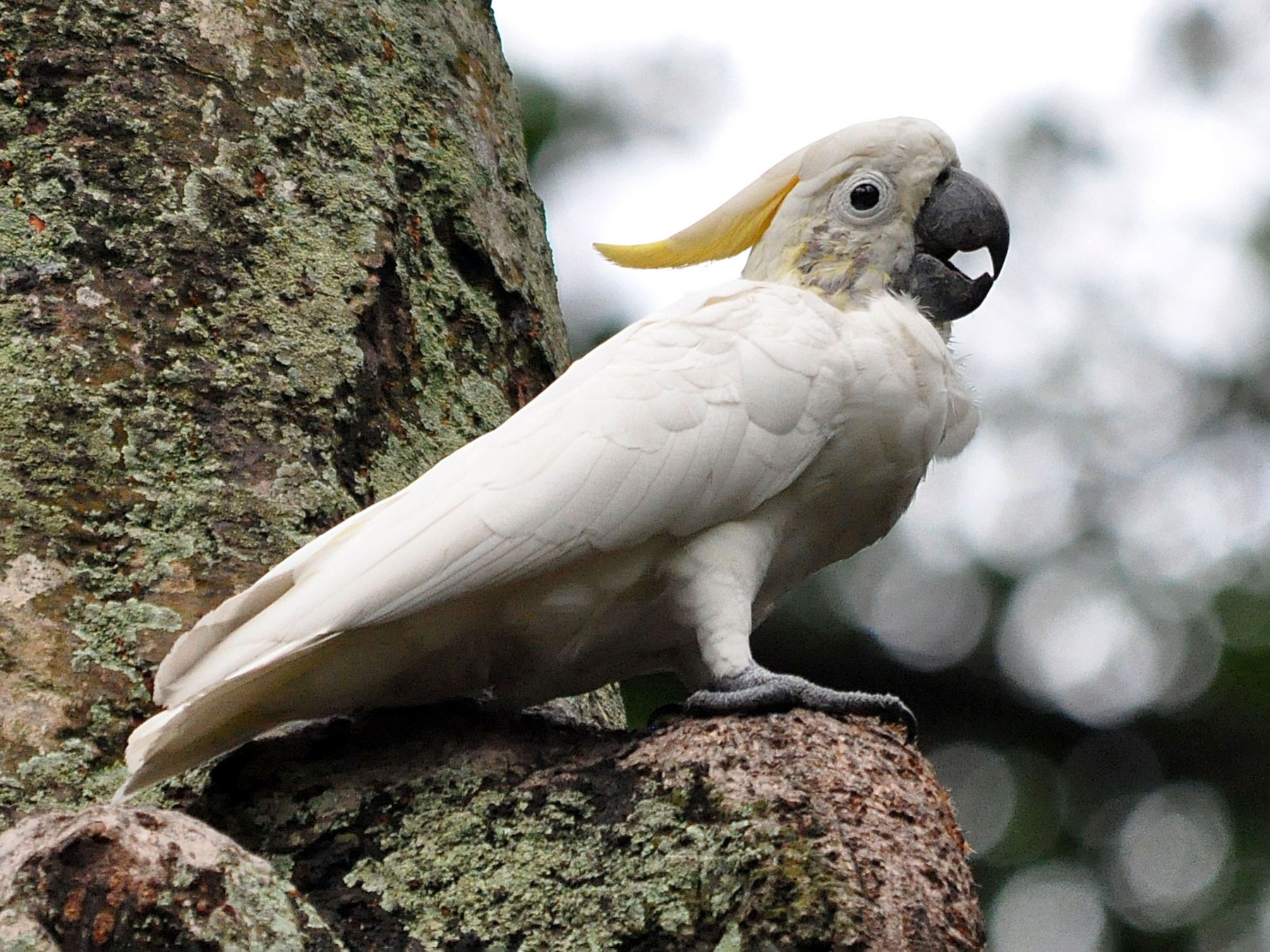 Yellow-crested Cockatoo - Antonio Ceballos Barbancho