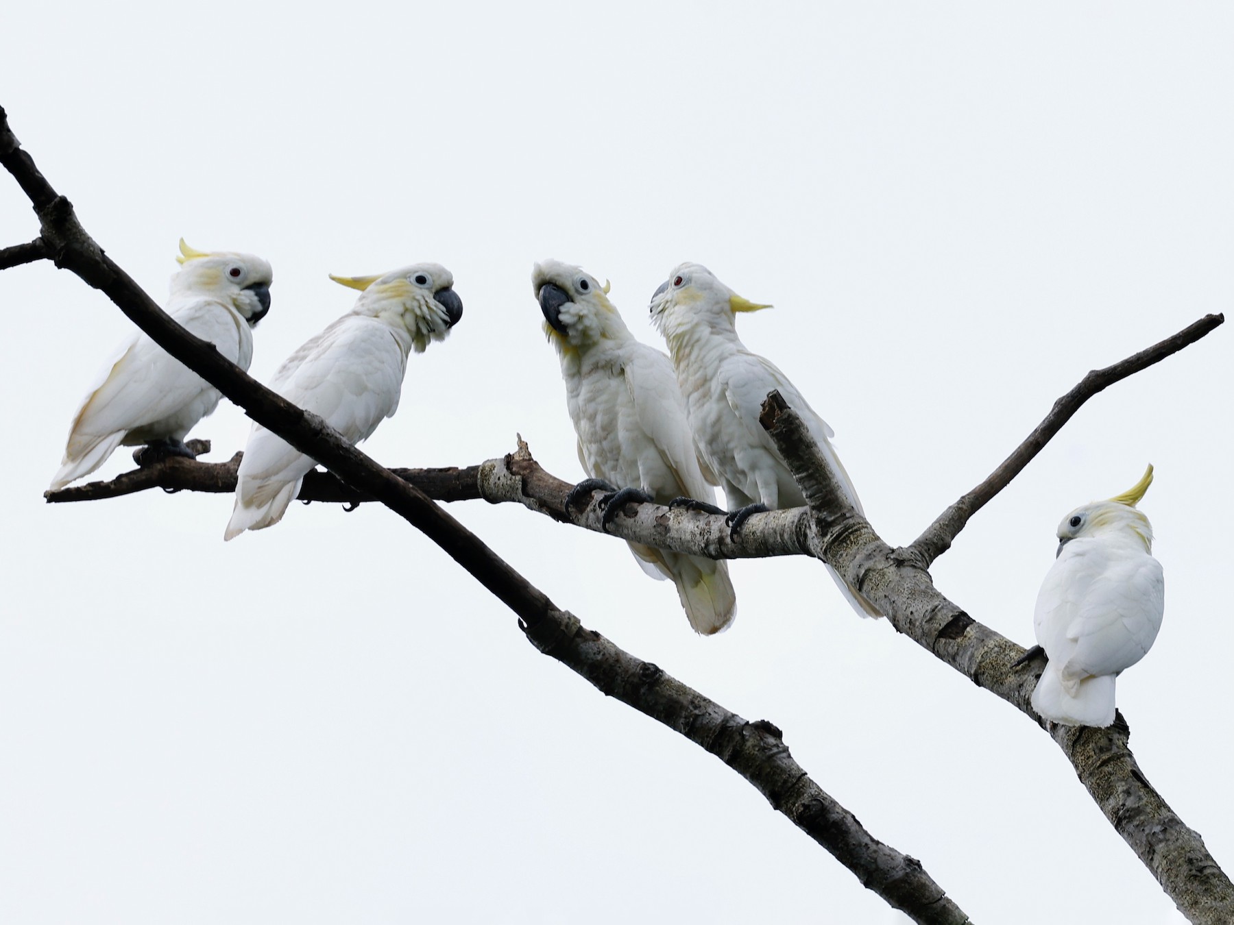 Yellow-crested Cockatoo - Robert Wallace