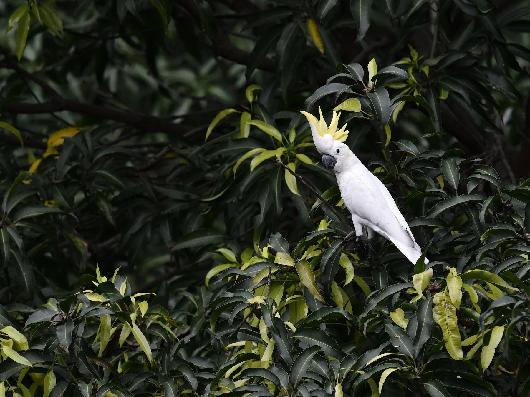 Yellow-crested Cockatoo - Chun Fai LO