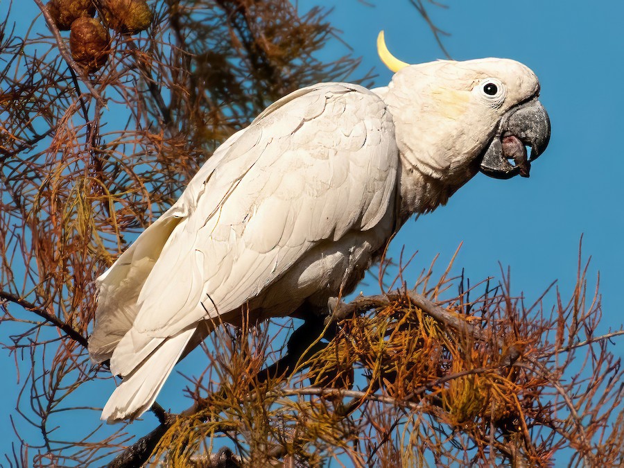 rare blue cockatoo