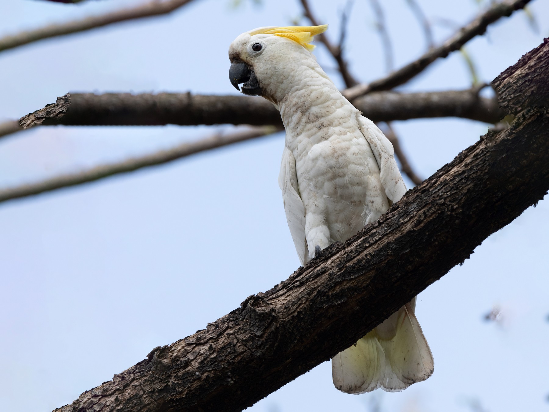 Yellow-crested Cockatoo - Mike Hooper