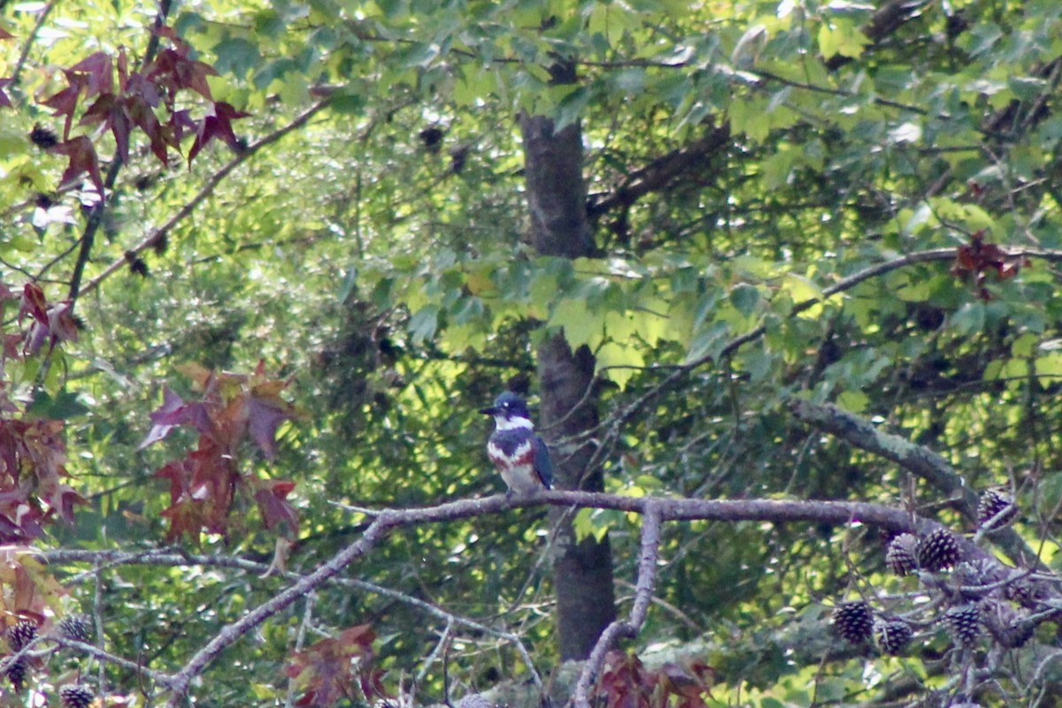 Belted Kingfisher - ML609205094