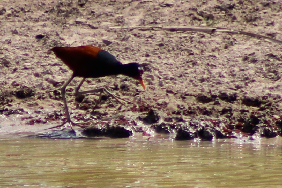 Wattled Jacana - ML609205171