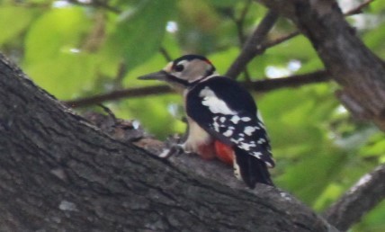 Great Spotted Woodpecker (japonicus) - ML609205251
