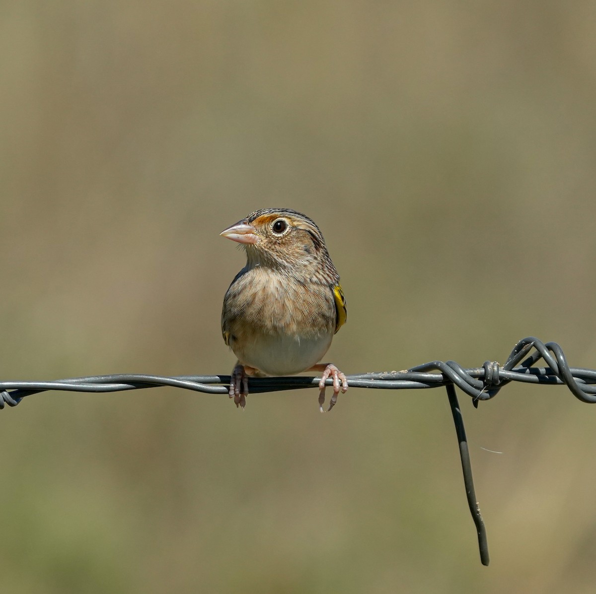 Grasshopper Sparrow - ML609205364