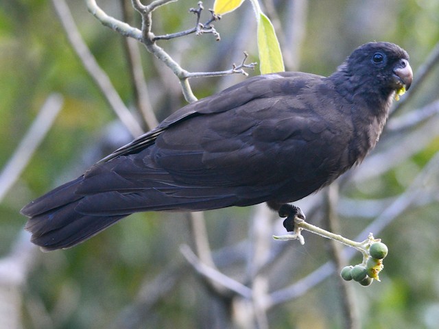 https://cdn.download.ams.birds.cornell.edu/api/v1/asset/609205367/640