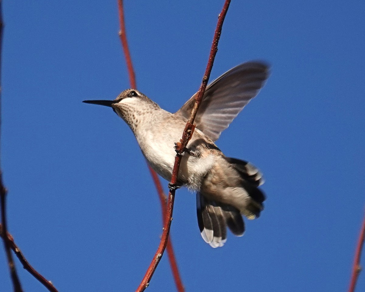 hummingbird sp. - ML609205888