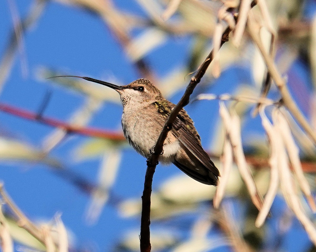 hummingbird sp. - ML609205890