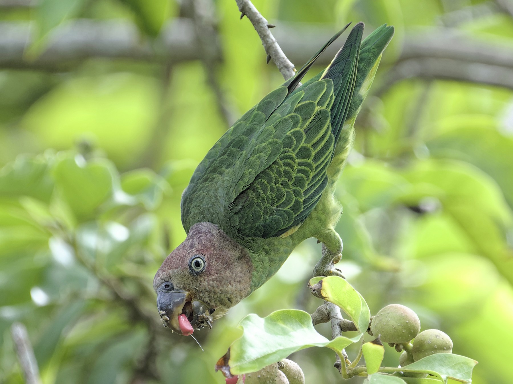 Blue-rumped Parrot - Kian Guan Tay