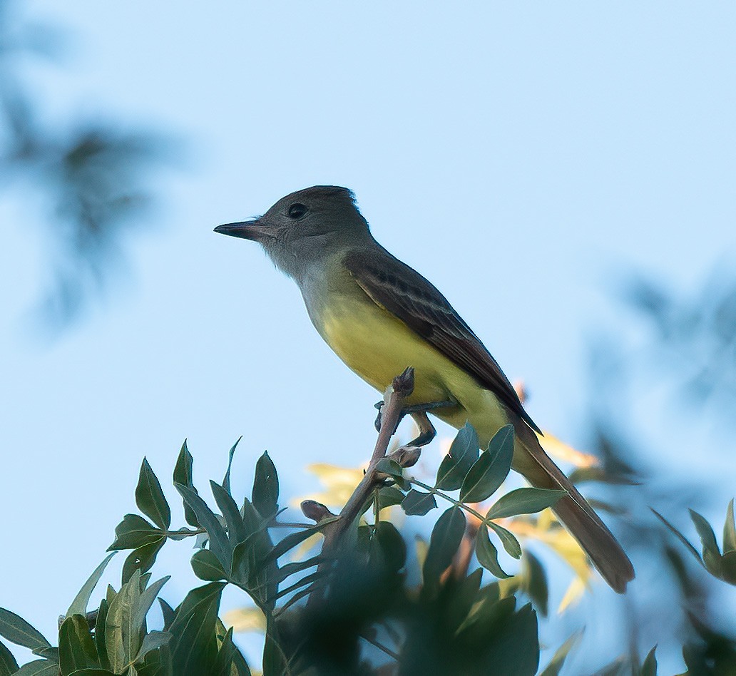 Great Crested Flycatcher - ML609205905