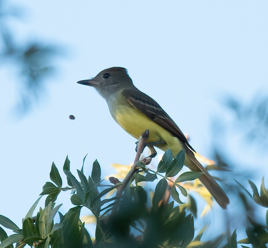 Great Crested Flycatcher - ML609205906