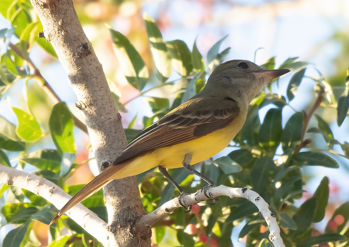Great Crested Flycatcher - ML609205907