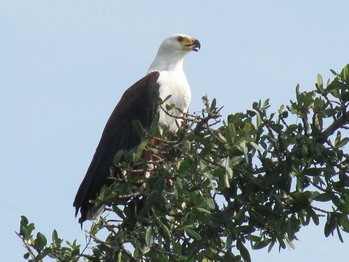 African Fish-Eagle - ML609205950