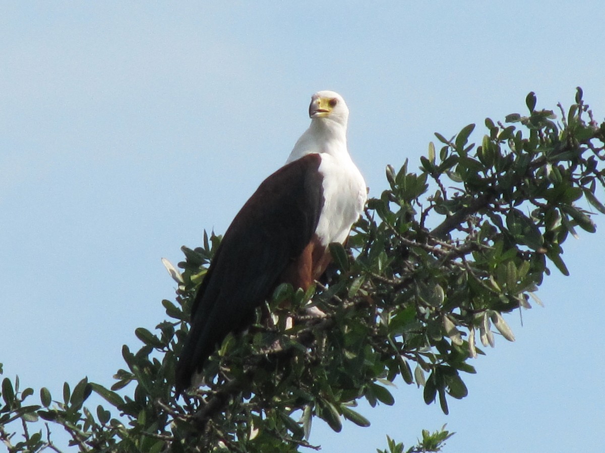 African Fish-Eagle - ML609205952