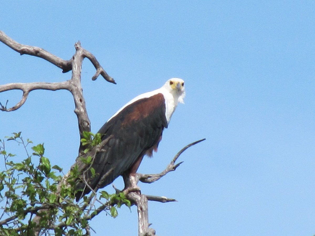 African Fish-Eagle - ML609205986