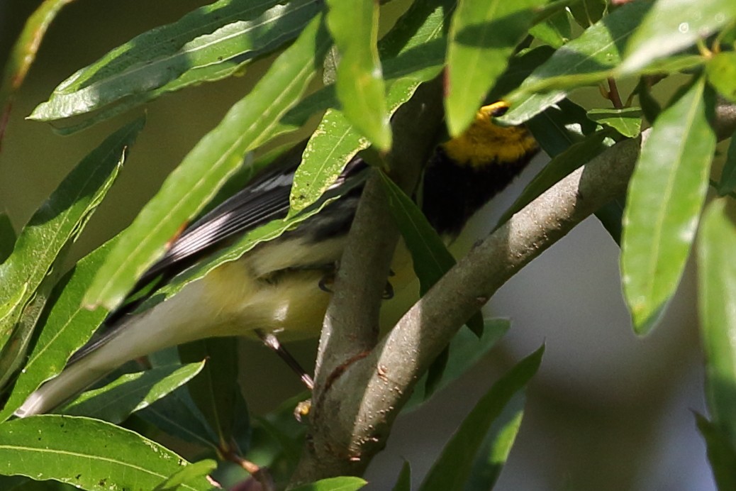 Black-throated Green Warbler - ML609206148