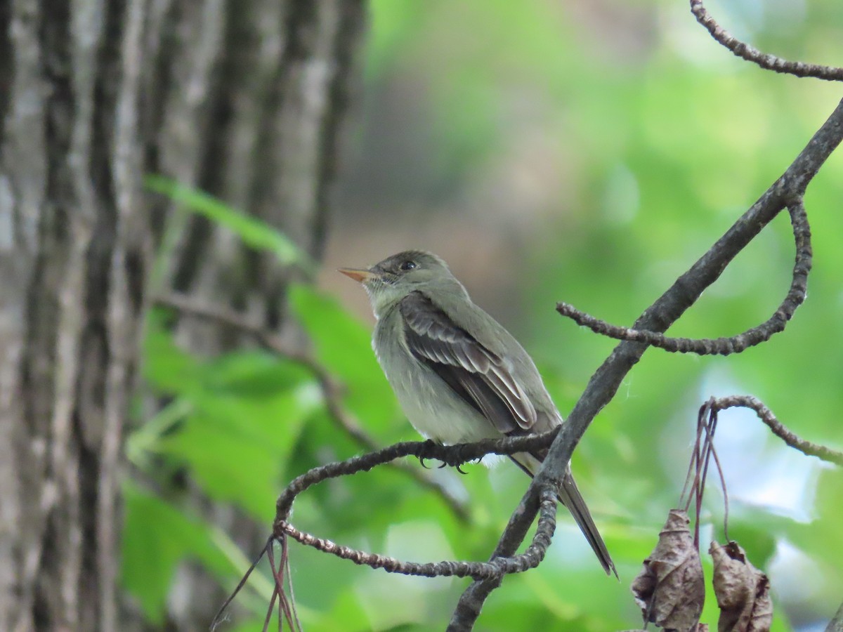 Acadian Flycatcher - ML609206237