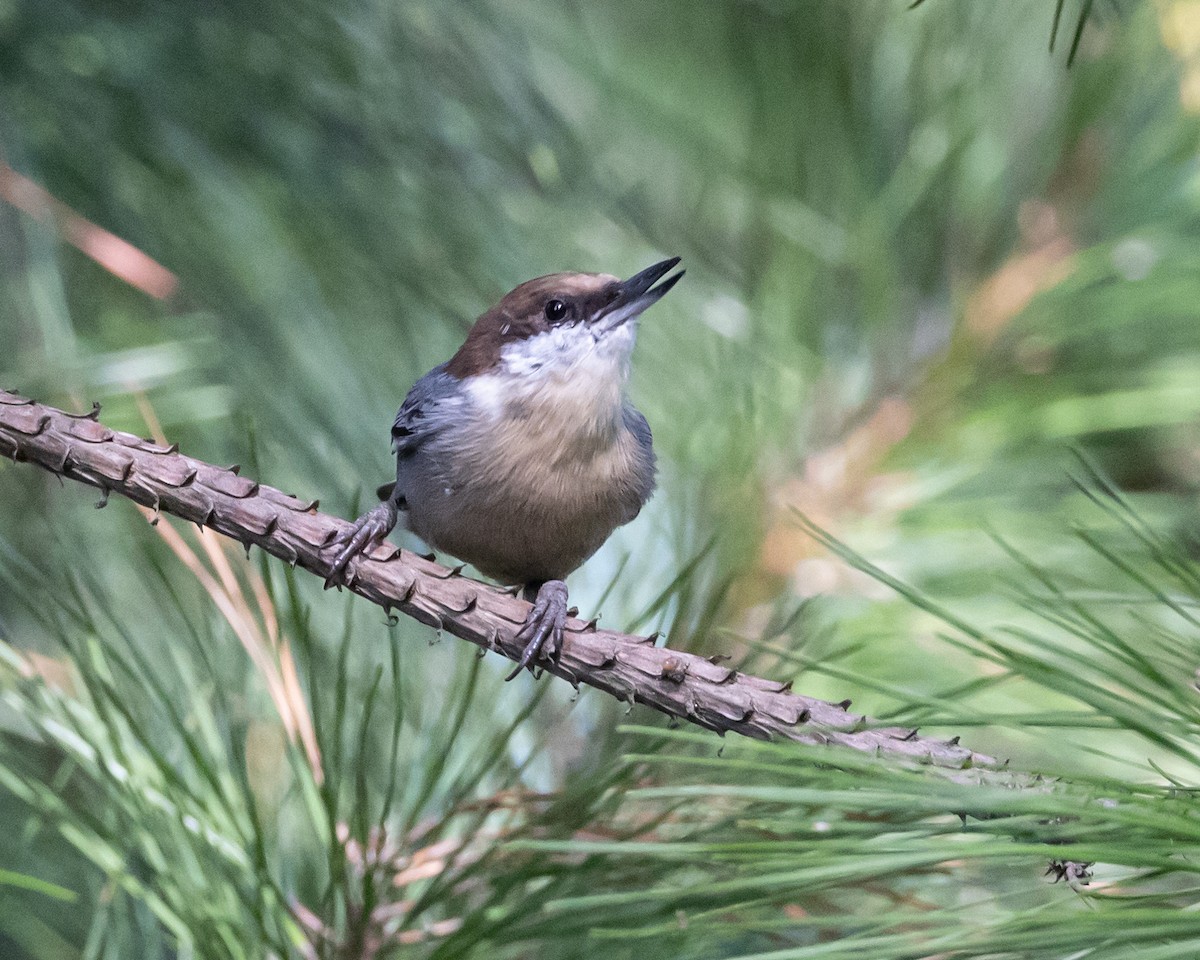 Brown-headed Nuthatch - ML609206628