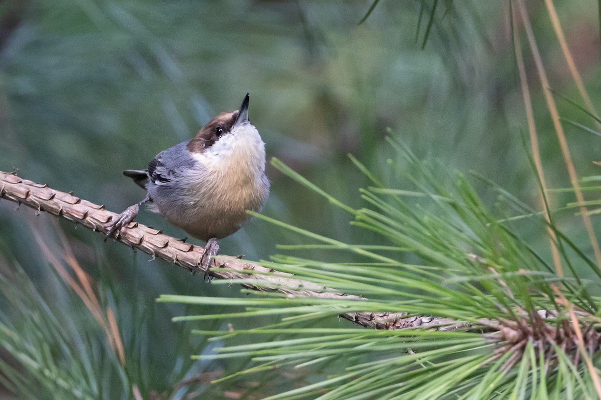 Brown-headed Nuthatch - ML609206635