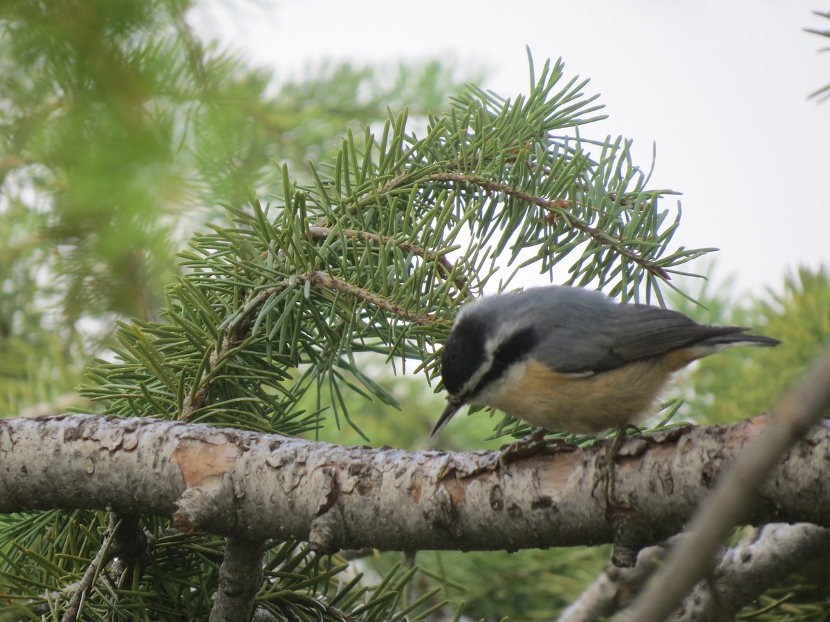 Red-breasted Nuthatch - ML609206928