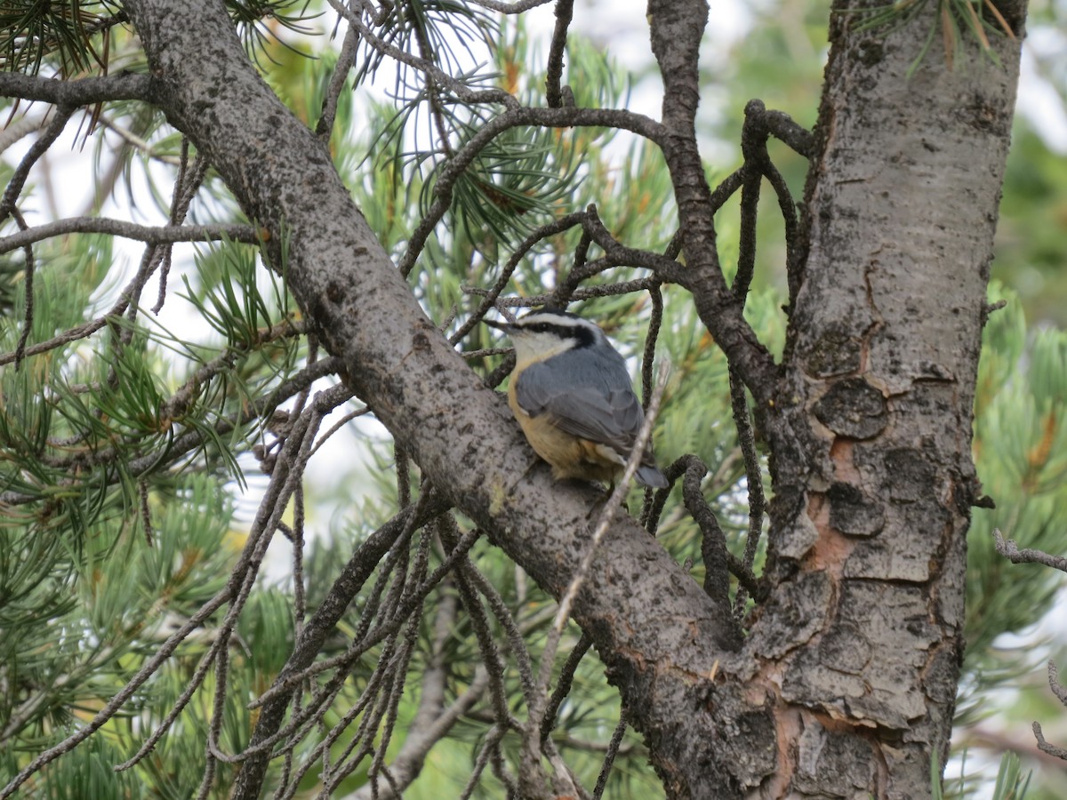 Red-breasted Nuthatch - ML609206929