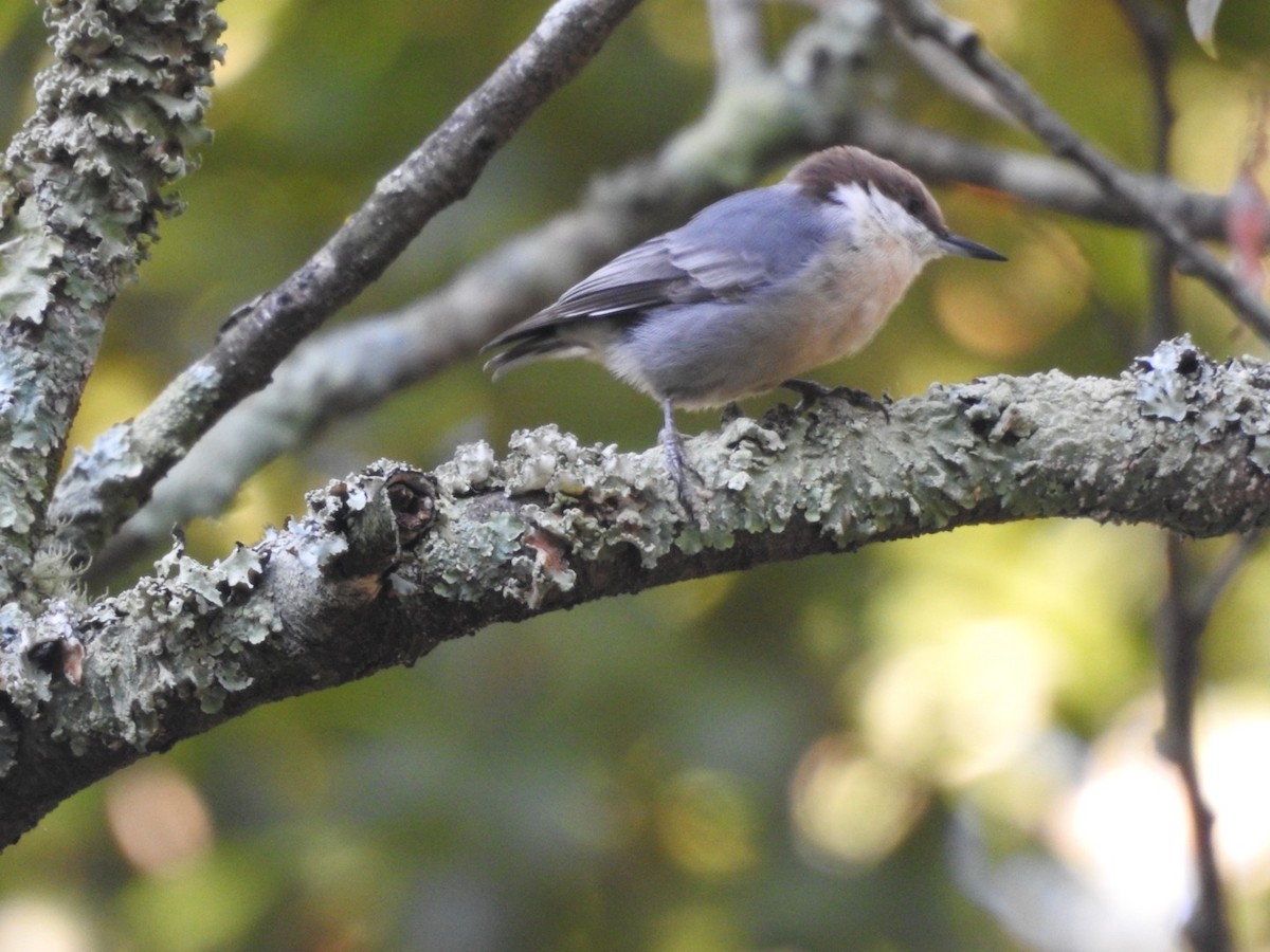 Brown-headed Nuthatch - ML609206931