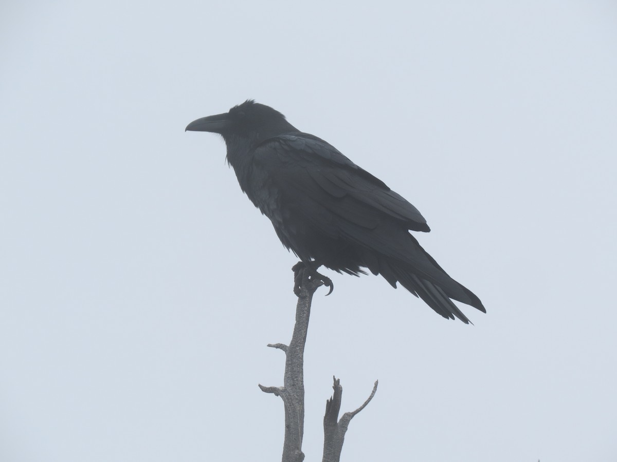 Common Raven - Evan Waite